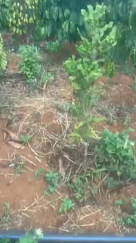 Bán Gấp Farm 15.000m² Xã Đắk R'La, Đắk Mil - Giá 1.5 Tỷ