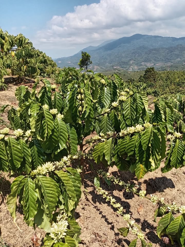 Đất nền Di Linh 360m² giá 410 triệu - Xây dựng tự do!