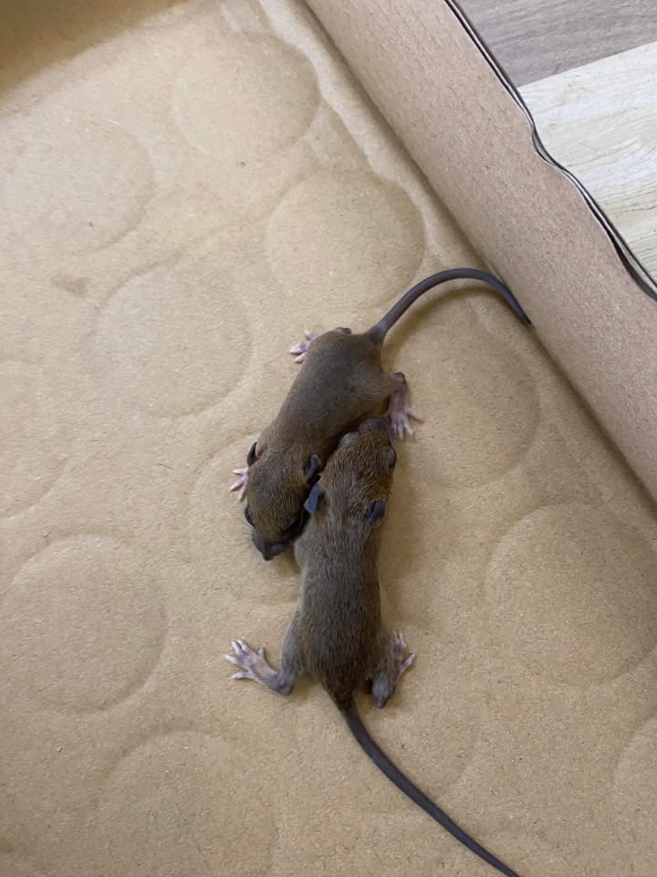 Bán nhà Trường Chinh 46m² x 5T - Ô tô tránh, giảm sâu 1.5 tỷ!