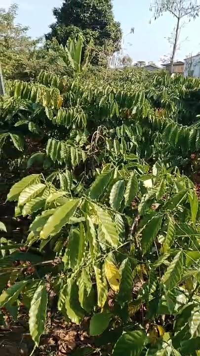 Đất nền Đắk Sôr 1548m² giá 1.05 tỷ - Tiềm năng tăng giá vượt trội!