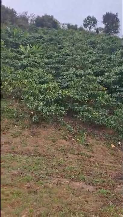 Đất vườn Krông Nô Đắk Nông 1ha giá 900 triệu - Đầu tư dài hạn