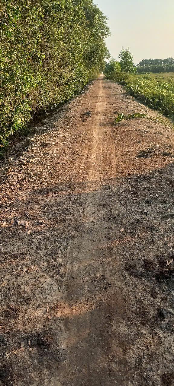 16 Công Đất Trồng Khoai Tím Xã Tân Phước, Đồng Tháp - Giá Đầu Tư 2.16 Tỷ