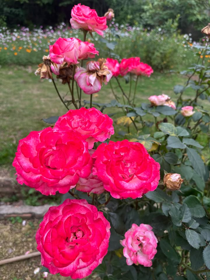 Đất nền Nội Đồng, Mê Linh 60m² - Sổ đỏ chính chủ, nhìn Vành đai 4