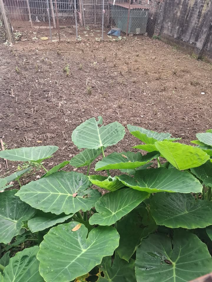 Nhà Riêng Cộng Hiền Vĩnh Bảo 300m² - Sẵn sàng ở ngay!