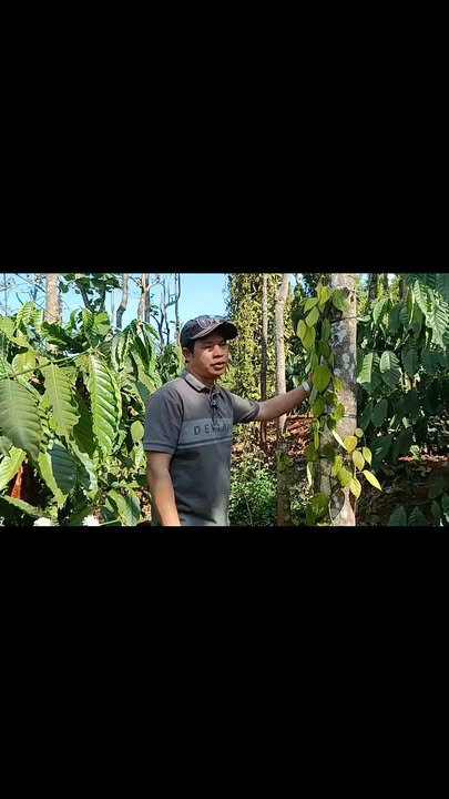 Đất vườn Krông Nô Đắk Nông 8 sào giá 1.3 tỷ - Đầu tư dài hạn