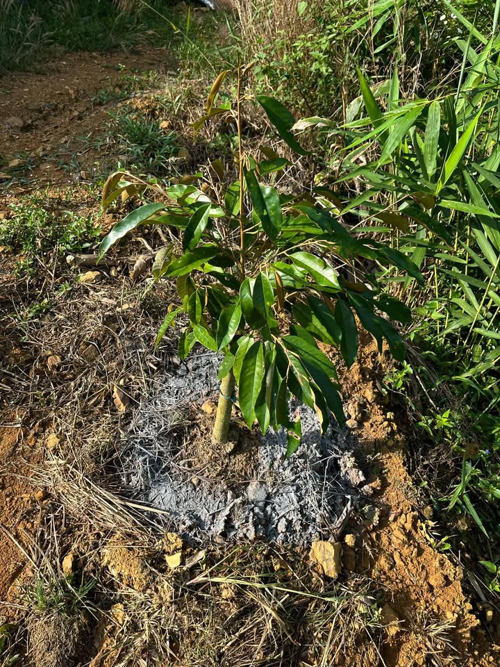 Bán Gấp Đất Vườn Sầu Riêng 2.5ha Đắk Nông - Sẵn Sàng Khai Thác