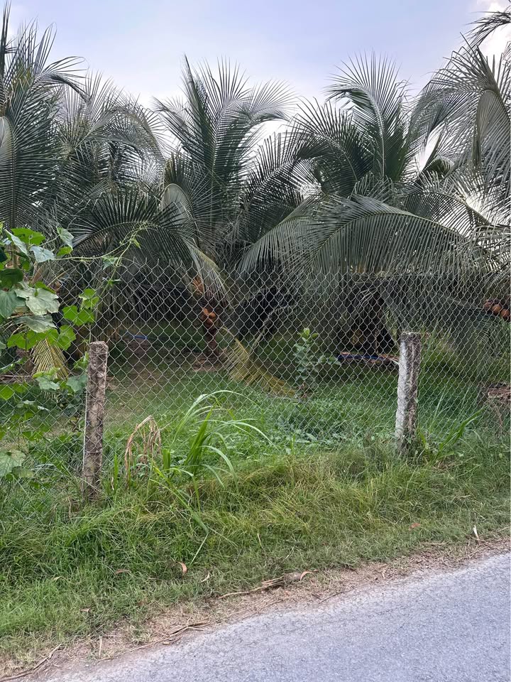 Đất Long Bình Điền, Chợ Gạo: 135m² Thổ Cư, Hướng Đông, Chỉ 390 Triệu