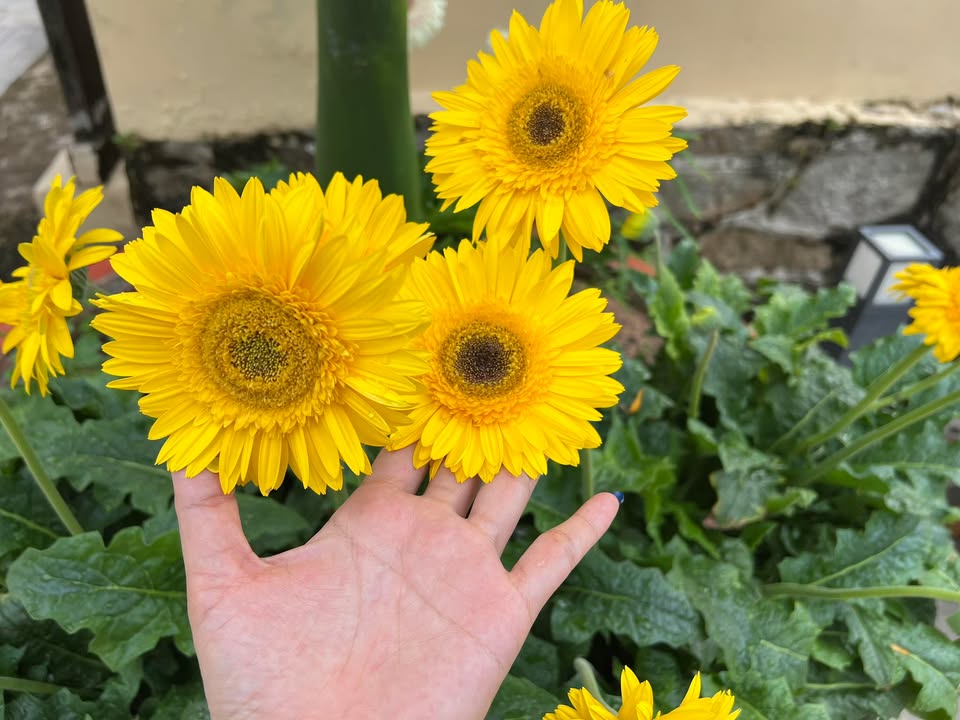 Đất Vườn Long Phước, Bà Rịa - 10x33m, Sổ Đỏ Sẵn Sàng