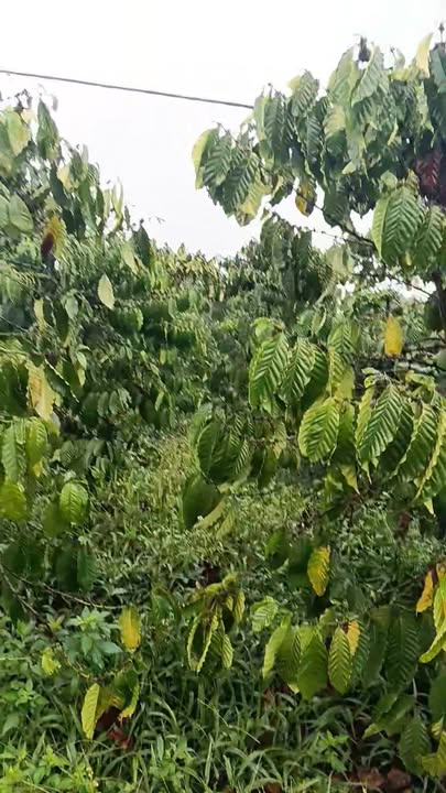 Bán Gấp Farm Cà Phê 23.000m² Đắk Gằn, Lâm Đồng - Giá Tốt