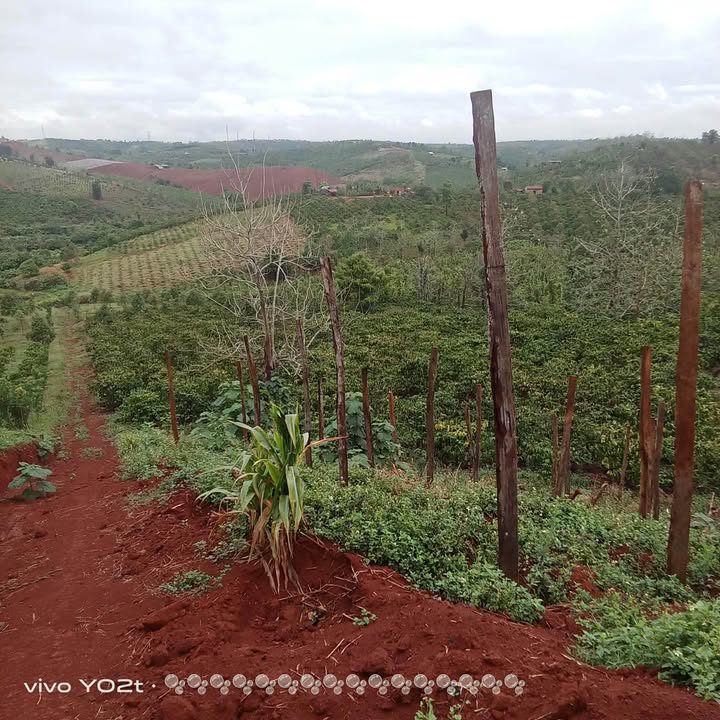 Đất Vườn Đắk Nông 1.8ha Giá Tốt - Sổ Đỏ Rõ Ràng