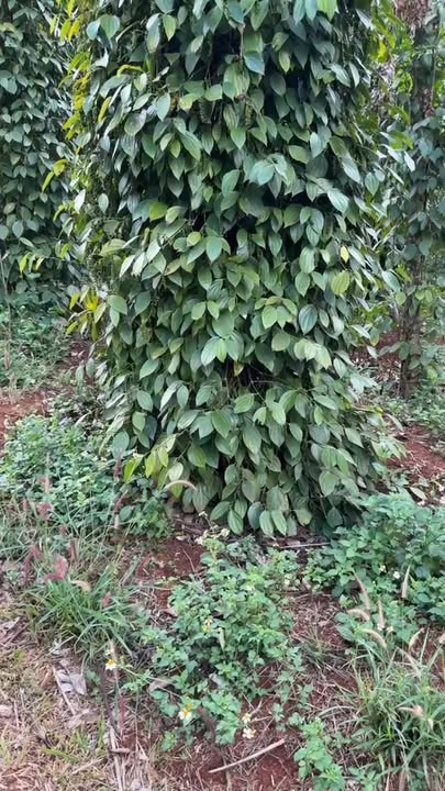 Bán Đất Vườn Đắk Nông 13.000m² - Sẵn Sổ Đỏ, Giá 2.15 Tỷ