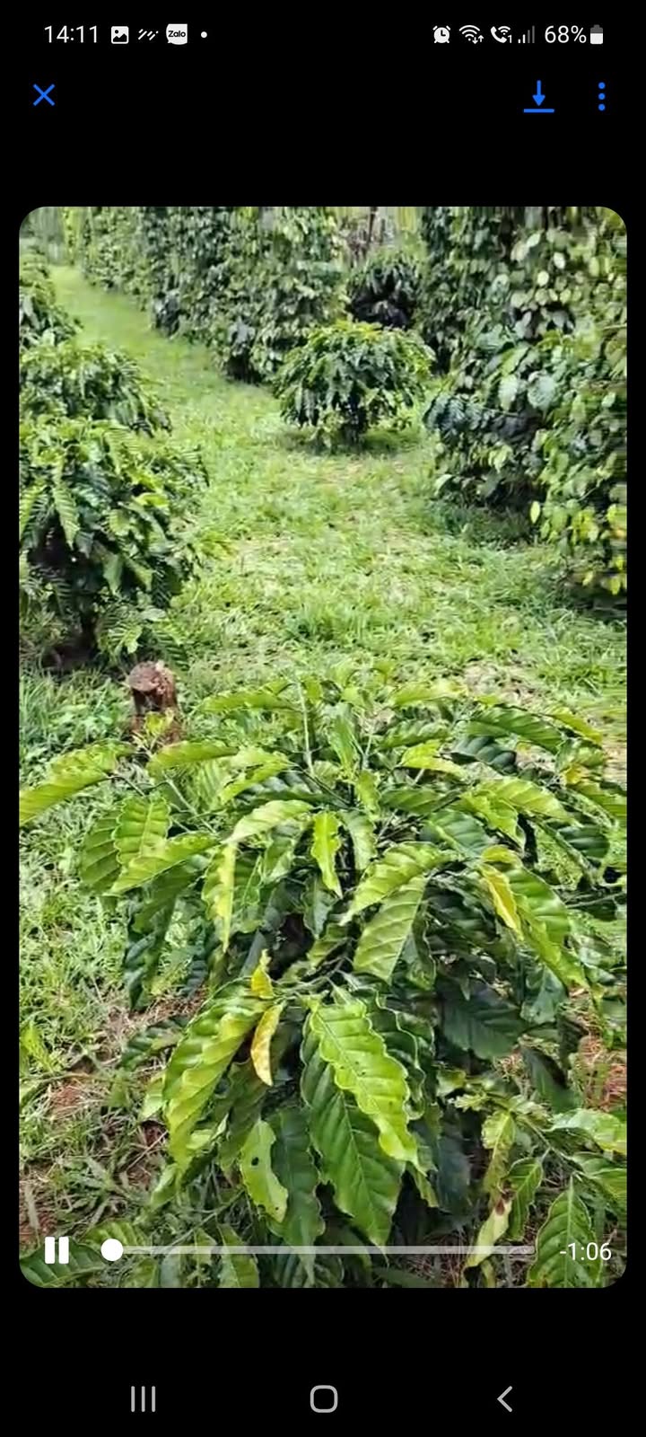 Đất nông nghiệp Hòa Nam, Di Linh 4661m² - Tiềm năng tăng giá