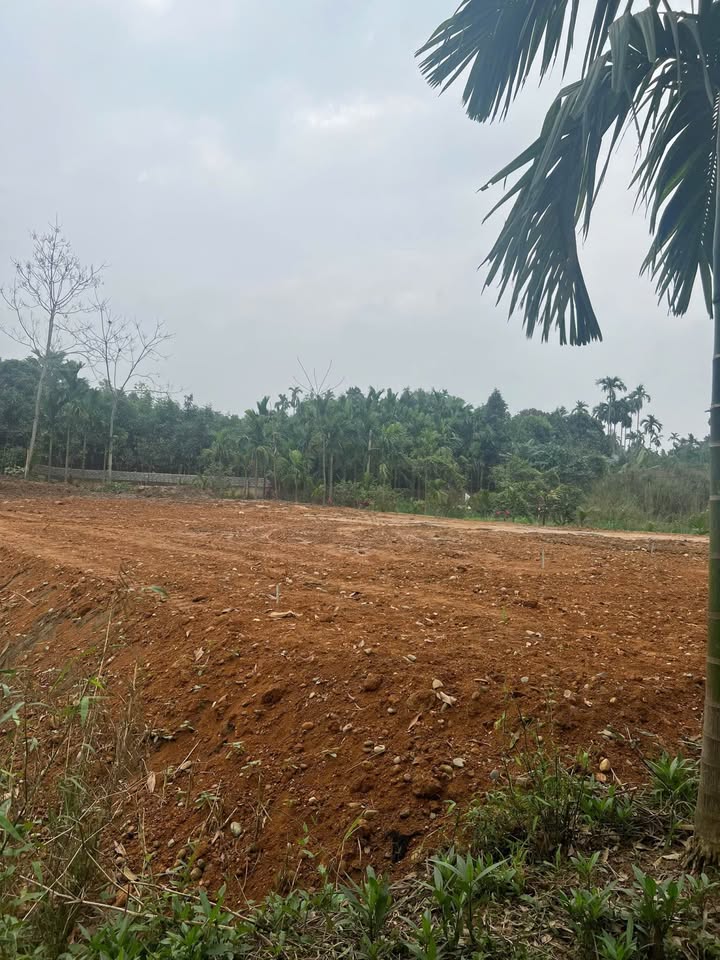 Đất thổ cư 100m² H. Văn Chấn, Yên Bái - Sổ đỏ sẵn, giá đầu tư