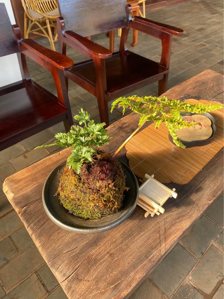 Bán Đất Mặt Tiền Lý Nam Đế, Pleiku - 2 Lô Liền Kề, Sổ Hồng Sẵn Sàng