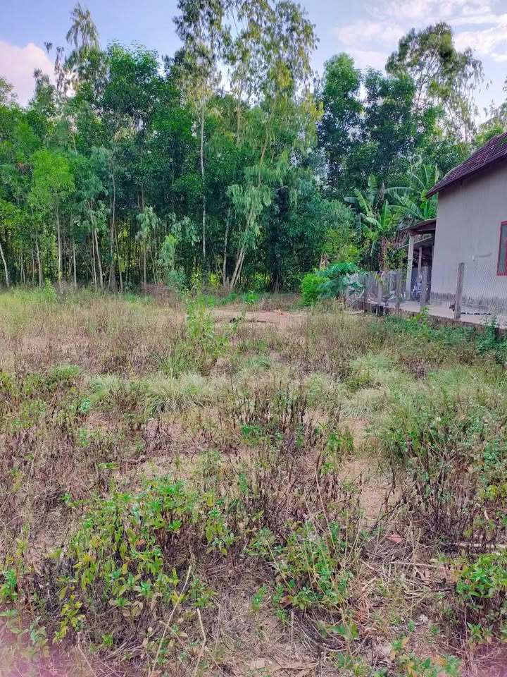 Bán Đất Thổ Cư 190m² Phù Mỹ, Bình Định - Sổ Đỏ Sẵn Sàng