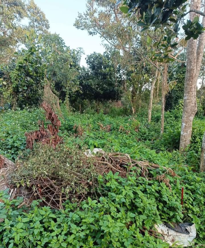 Đất thổ cư Hiệp Thạnh Đức Trọng 336m² giá 750 triệu - Sổ hồng sẵn!