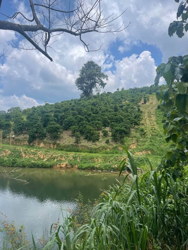 Đất nền Tân Thành, Đức Trọng 5400m² - View hồ, đường ô tô tận nơi!