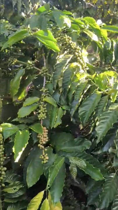 Bán Gấp Đất Nam Jang Q7 - 2160m² Sổ Đỏ - 1.4 Tỷ