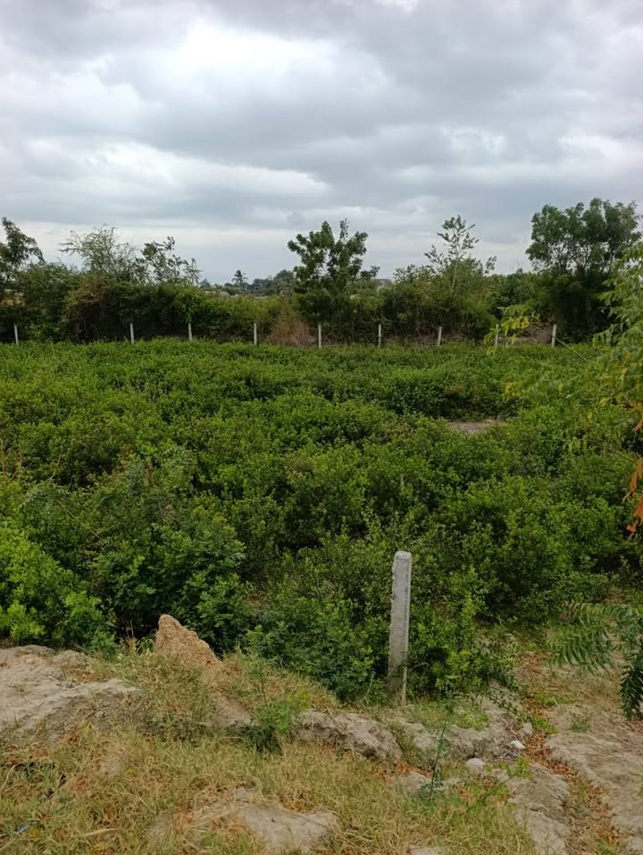 Đất Vườn Mặt Sông Lu, Ninh Thuận - 458m² Sẵn Sổ, Giá Đầu Tư 600 Triệu