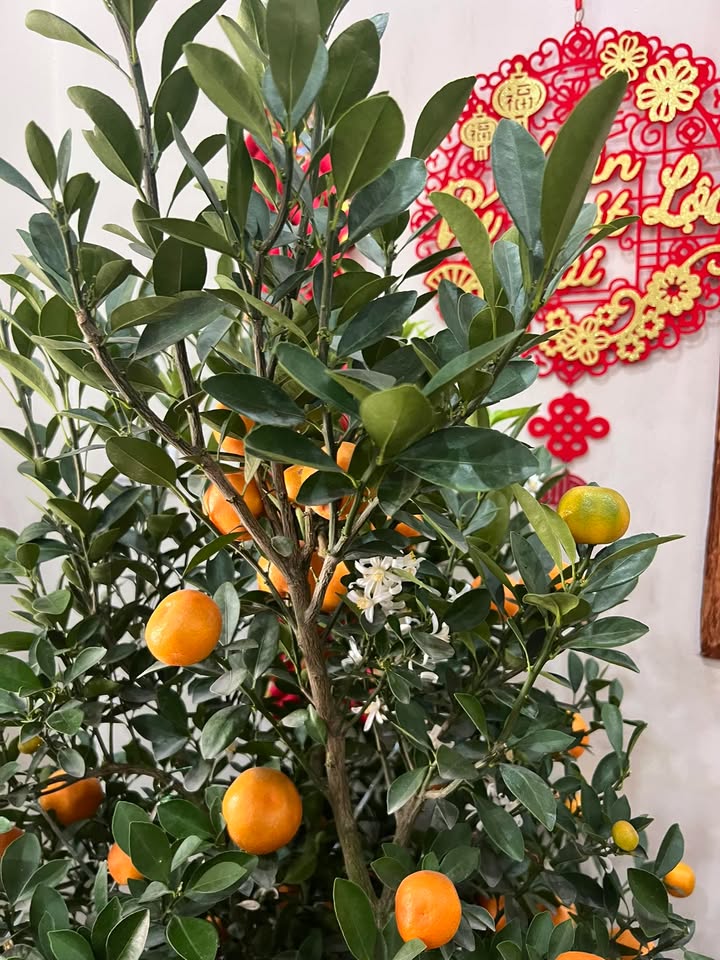 Đất nền Sơn Tây 733m² - 2 Mặt Tiền, Đường Xe Tải, Sẵn Sổ - Giá Đầu Tư 5.1 Tỷ