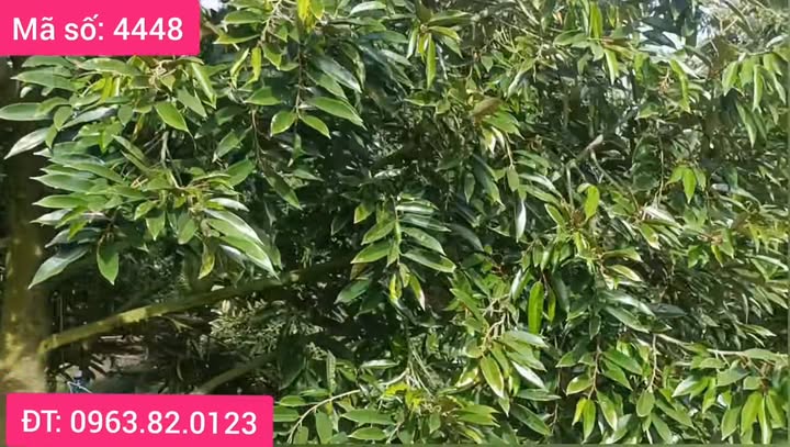 Đất Vườn Sầu Riêng 3460m² MT Rộng 71m Ven Sông Tiền Giang - 4.2 Tỷ