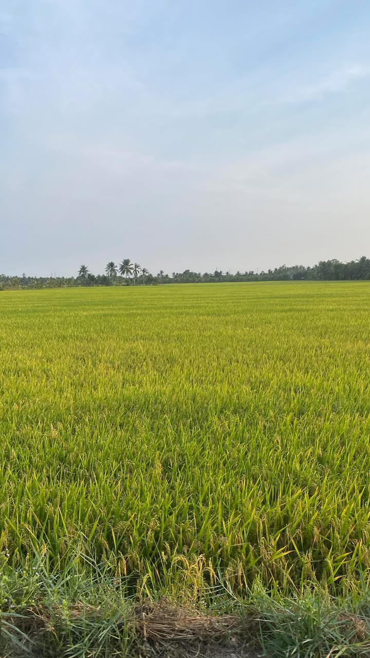 Đất nền Trung An, Mỹ Tho 53m² chỉ 300 triệu - Tiềm năng tăng giá!