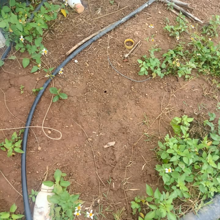 Bán Đất Farm 2ha Ea Ven, Buôn Đôn - Sổ Đỏ Riêng, Giá 2.5 Tỷ