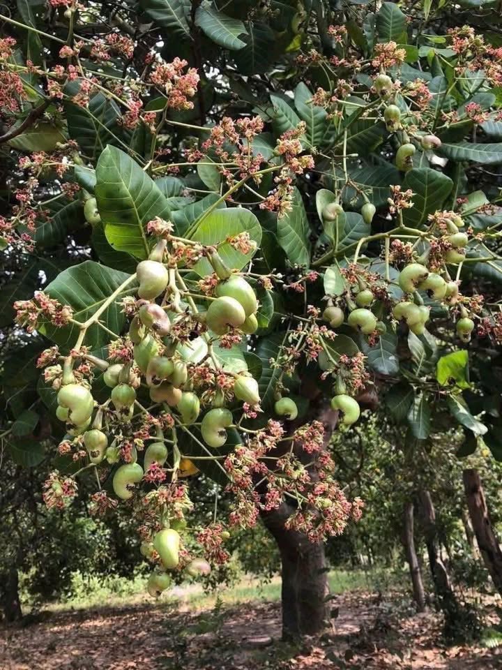 Đất nền Huyện Phú Riềng, Bình Phước 13.000m² - Đường to ô tô!