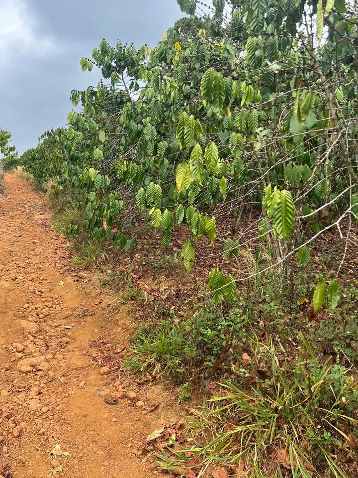 Đất nền Lộc Phú, Bảo Lộc 10.000m² - Sổ hồng chính chủ, tiềm năng tăng giá!