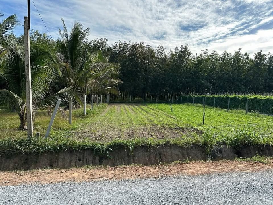 Đất nền Tầm Long, Châu Thành, Tây Ninh - 200m² thổ cư, giá 360tr/lô