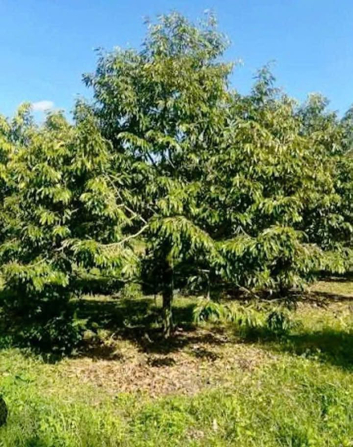 Đất vườn sầu riêng M'Đrăk 2000m² - Sổ hồng rõ ràng, giá 1.7 tỷ!