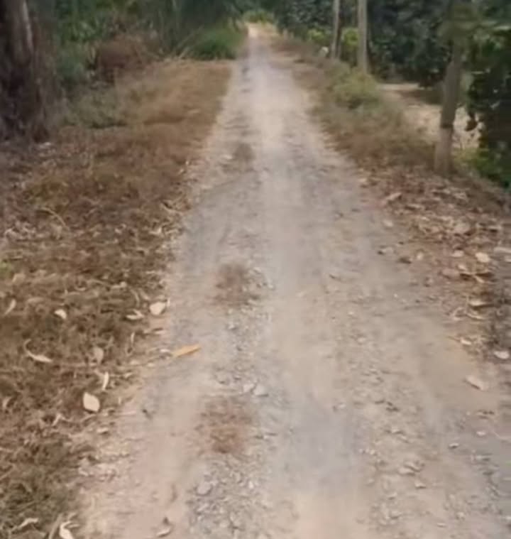 Đất Vườn Sầu Riêng Thạnh Lợi - Tháp Mười, 5.5ha - Sẵn Sàng Đầu Tư