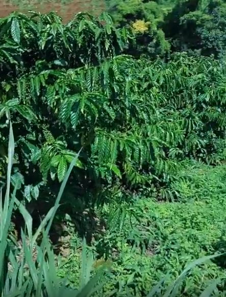 Bán Gấp 2 Lô Đất Cà Phê 1ha - 1.7ha Tại Đức Trọng, Lâm Đồng - Giá Rẻ