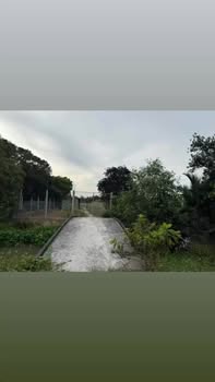 Đất nền Xã Phú Tân, Hậu Giang 3922m² - Pháp lý minh bạch, sẵn thổ cư