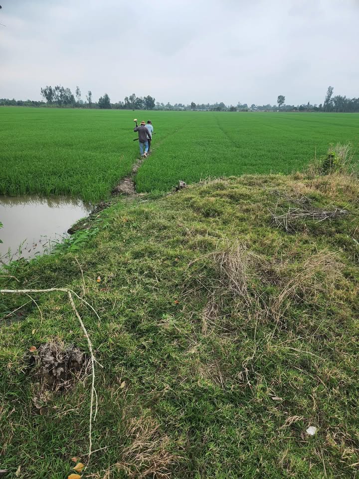 Bán Gấp 6150m² Đất Ruộng Thới Lai, Cần Thơ - Giá Rẻ Đầu Tư