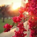 Đất nền Cần Thơ 84m² giá 1.6 tỷ - Sổ đỏ chính chủ!