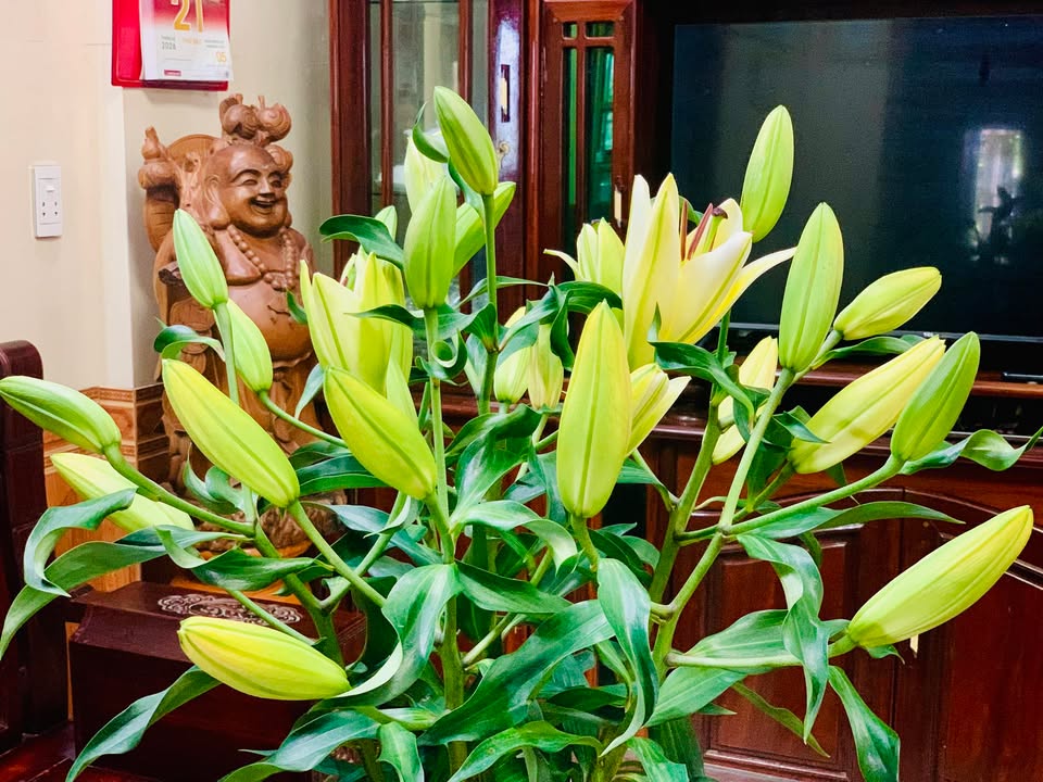 Đất nền TP. Đông Hà 110m² giá 650 triệu - Sổ đỏ chính chủ!