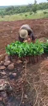 Bán Đất Nông Nghiệp 4200m² Đắk Lắk - Vườn Cà Phê Trẻ, Giá Tốt