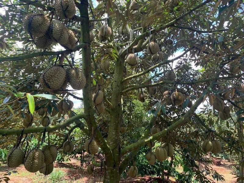 Đất Vườn Ea Tân 9000m² - Nghỉ Dưỡng Lý Tưởng, Sinh Lời Cao!