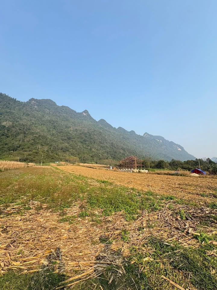 Đất Vườn Đẹp 1083m² - Thị trấn Phó Bảng, Đồng Văn - Tiềm năng Homestay