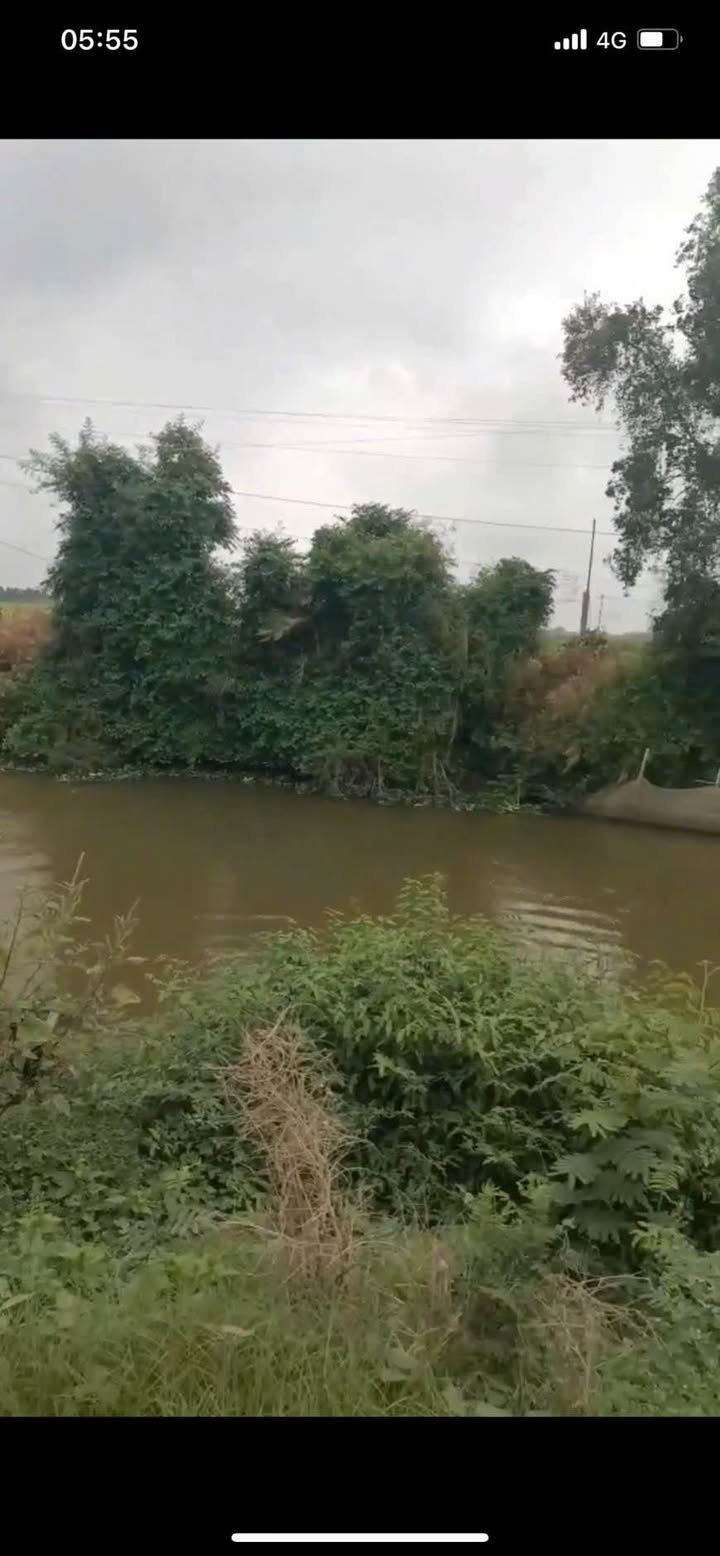 Bán 5000m² Đất Vườn Sầu Riêng Mặt Tiền Lộ, Tháp Mười, Đồng Tháp - Giá Tốt