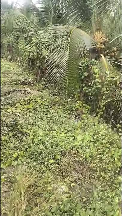 Bán đất tặng nhà 491m² Lương Hòa Lạc, Đồng Tháp - Giá 800 triệu