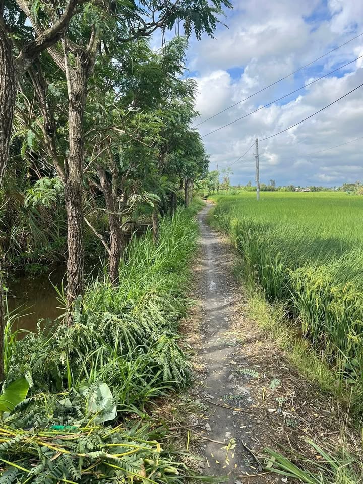 Bán Gấp Đất Ruộng 4700m² Xã Tân Tây, Tiền Giang - Giá 1.3 Tỷ