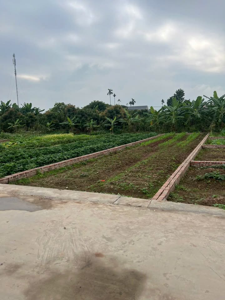 Đất nền Thanh Cường 100m² giá mềm - Sổ đỏ chính chủ