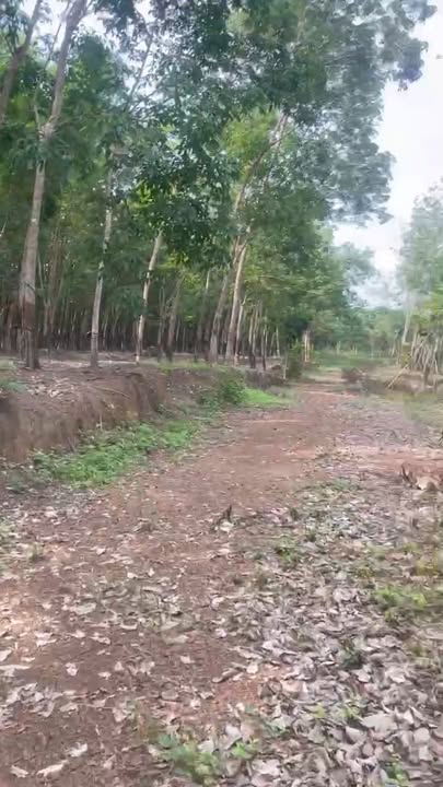 Bán đất Farm 10.000m² Đồng Xoài - Giáp suối, tiềm năng sinh lời cao