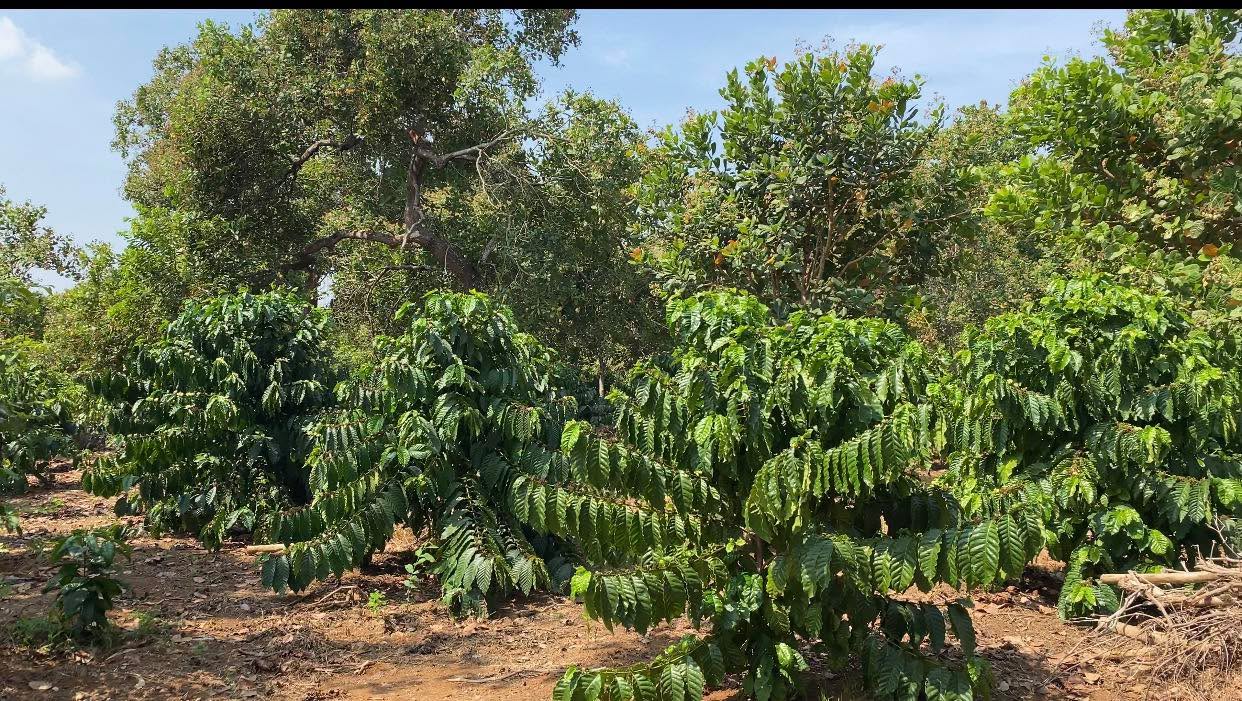 Đất vườn Đak Ơ 10.000m² 2.3 tỷ - Đầu tư dài hạn