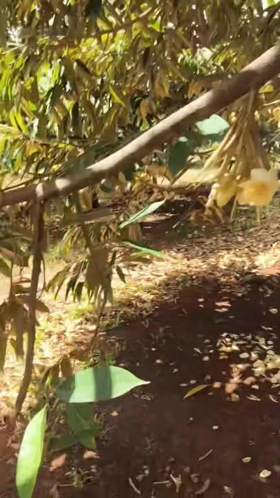 Bán Gấp 3.2ha Đất Đỏ Bù Đăng, Bình Phước - Sổ Hồng Riêng, Xe Hơi Tới Tận Nơi