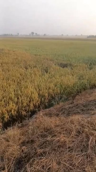 Đất Vườn Láng Biển, Tháp Mười 26.000m² - Đầu Tư Dài Hạn Hiếm Có