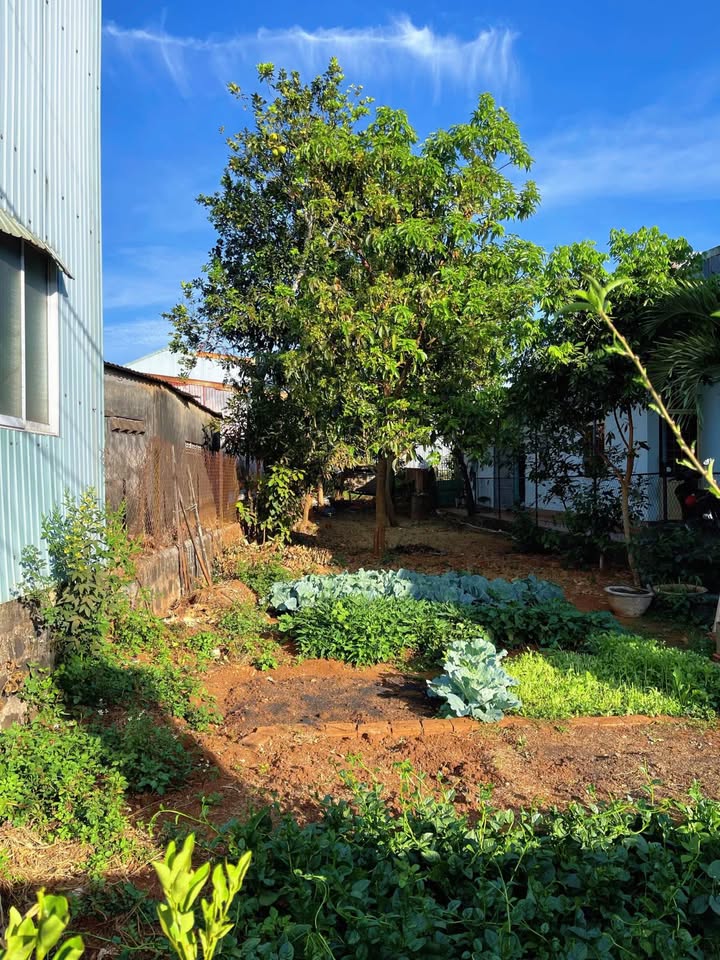 Bán Đất Hẻm 66 Lý Chính Thắng Pleiku 195m² - Sổ Đỏ Full Thổ Cư