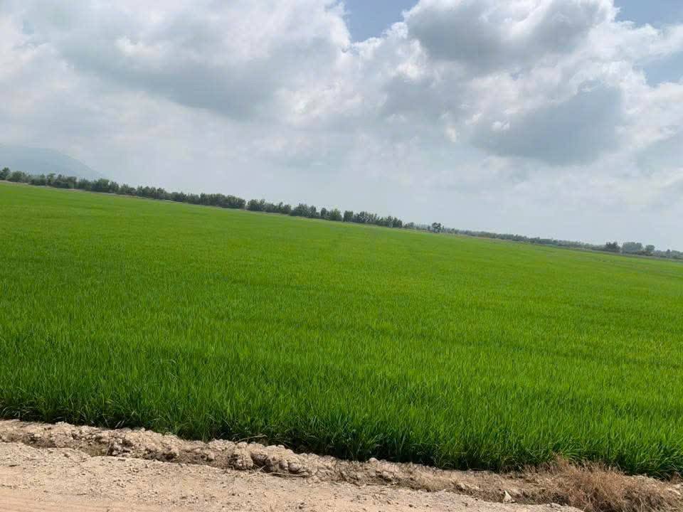 Bán Đất Vườn 27.500m² Mặt Tiền Kênh D, Tri Tôn, An Giang - Giá Tốt